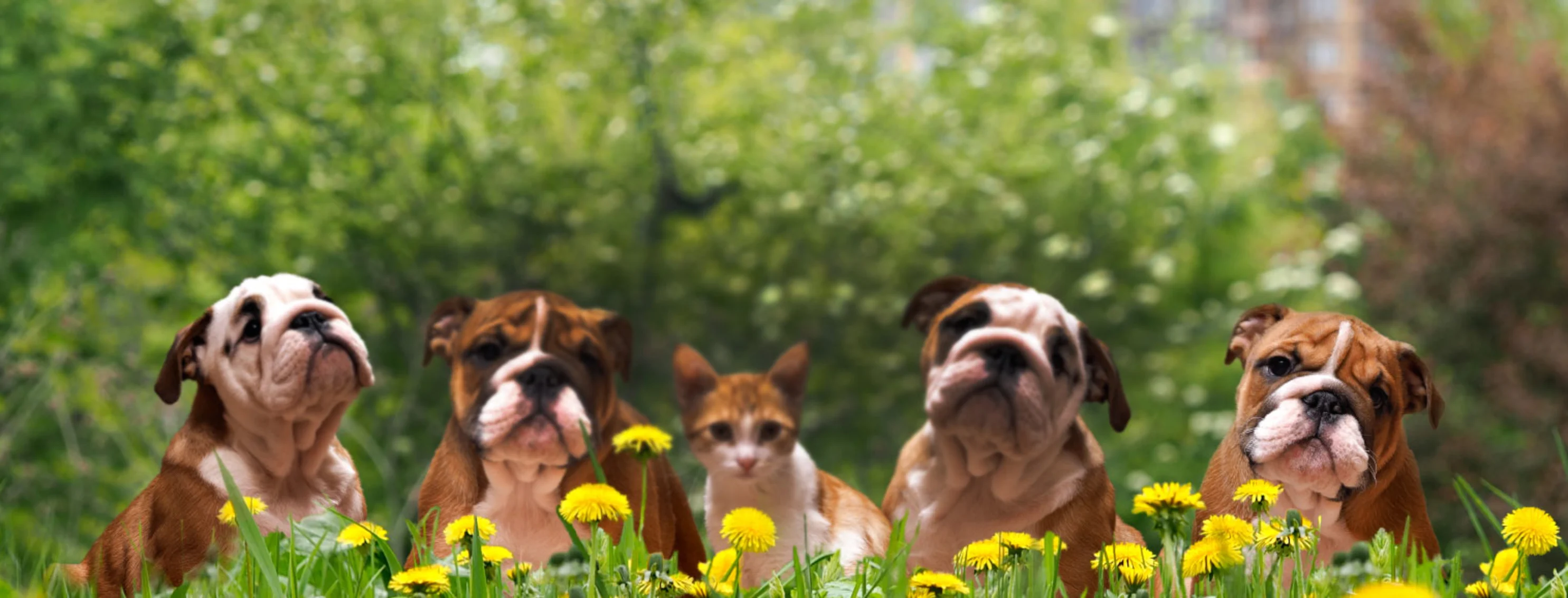 English bulldog puppies and cat sitting in field of yellow flowers